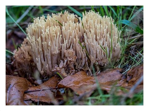 Woodland Coral Fungus Upright Coral Fungus Growing In Woo Flickr