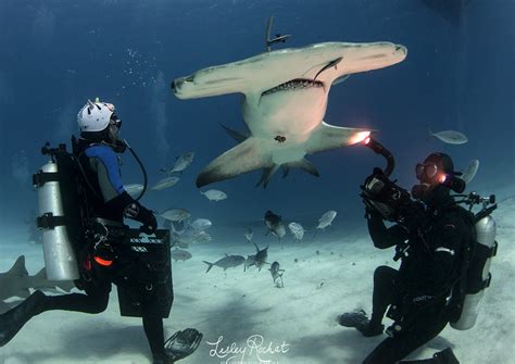 Dive with Hammerhead Sharks, Bimini!