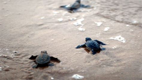 এযেন একেবারে Turtle Tsunami হাজার হাজার কচ্ছপ দল বেঁধে নদীর চরে