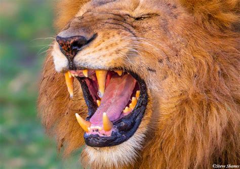 teeth  african lions  infoupdateorg