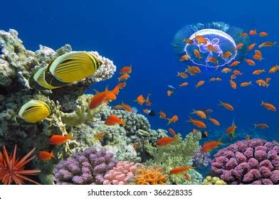 Coral Fish Red Sea Egypt Stock Photo Shutterstock