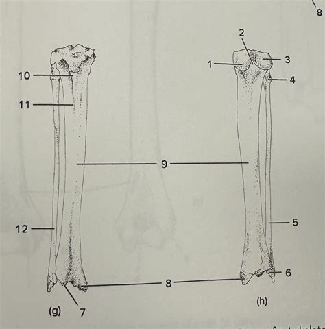 Figure G H Cat Tibia And Fibula Diagram Quizlet