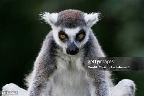 643 Monkeys From Madagascar Stock Photos, High-Res Pictures, and Images ...