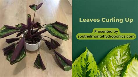 Best Fixing Way For Leaves Curling Up What It Means What Causes It And How To Fix It South