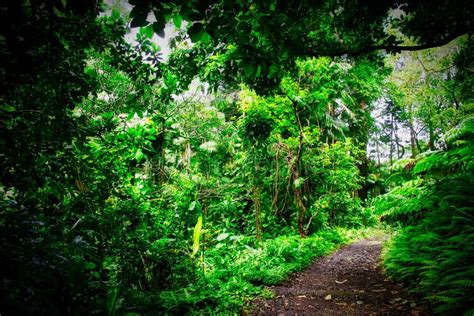 A Trail in a Rain Forest stock image. Image of hike - 117762723