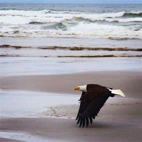 Eagle on a beach | Funny wild animals, Bald eagle, Eagle in flight