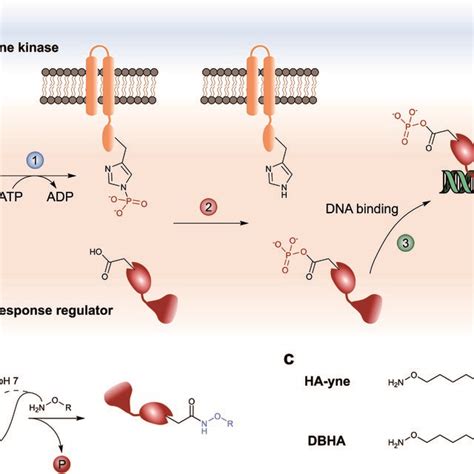 Architecture Of Two Component System Signaling And Chemical Trapping Of