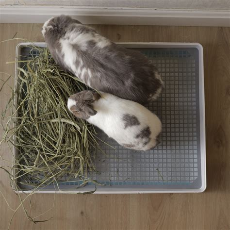 Rabbit Litter Box Setup Atelier Yuwa Ciao Jp