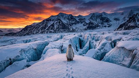 nihilist penguin wallpaper  mountains walking  glacier