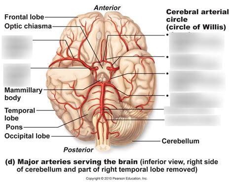 Arteries Of The Brain Circle Of Willis