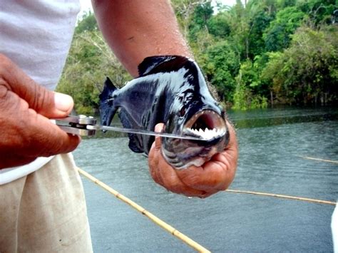 Black Piranha – "OCEAN TREASURES" Memorial Library