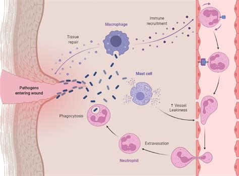 Neutrophil Recruitment Pathway BioRender Science Templates