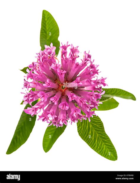 garden red clover lawn  res stock photography  images alamy