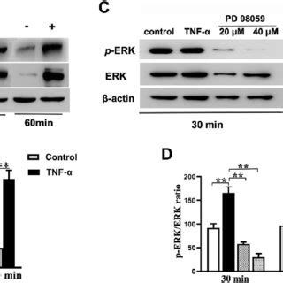 Effects of TNF-a on the activation of the MAPK signaling pathway ... 
