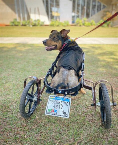 C O Que Teve Patas Amputadas Ganha Cadeira De Rodas De Projeto Em