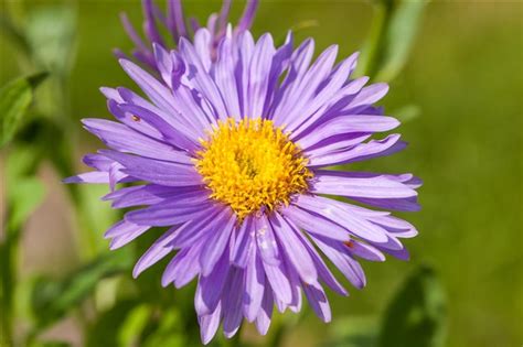 Aster alpinus Dunkle Schöne Alpenaster Gartenpflanzen Daepp