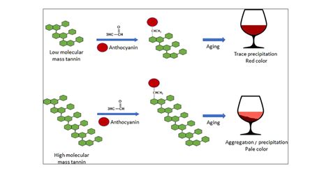 Tannins And Anthocyanins