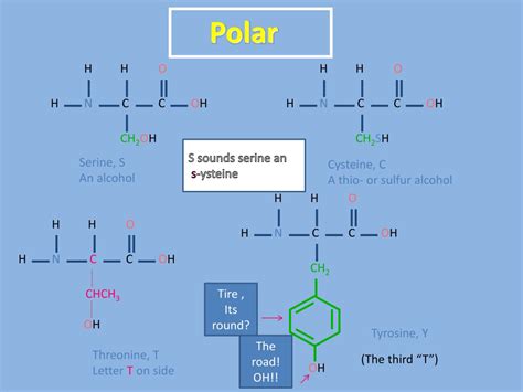 Ppt Help Memorizing Amino Acids Powerpoint Presentation Free