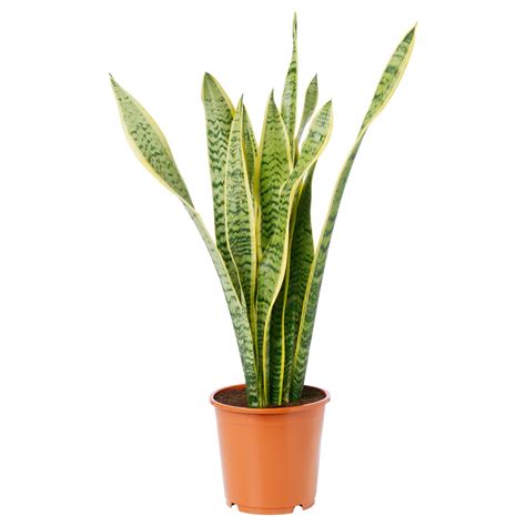 SANSEVIERIA TRIFASCIATA Potted Plant Mother In Law S Tongue 19 Cm IKEA