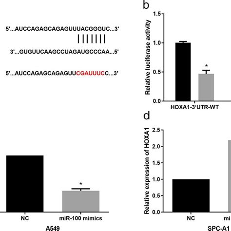 HOXA1 Was A Direct Target Of MiR100 In NSCLC Cells A The WT And MUT