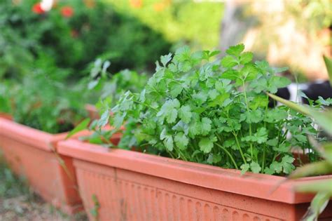 🍀best Cilantro Companion Plants What To Plant