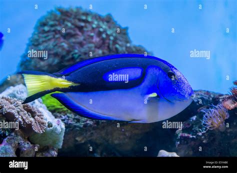 Blue Tang Fish In A Aquarium With Coral Reef On Background Stock Photo