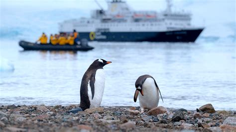 Antarctica’s Tourism Boom Could Be Stressing Out Penguins | College of Natural Resources News