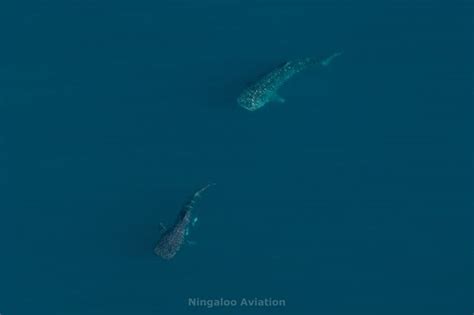 Attempted Whale Shark Mating Caught on Camera for the First Time in ...