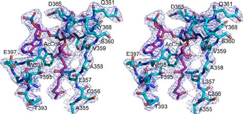 Stereo View Of Contours Of The Electron Density Map 2 F O ؊ F C 1 Download Scientific