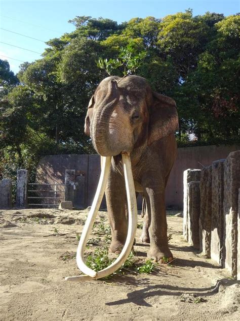 マスト中のボンこぼれ話｜ブログ金沢動物園公式サイト｜公益財団法人 横浜市緑の協会