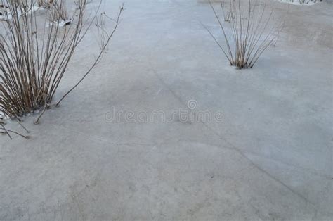 Plantas En Agua Congelada Con Las Grietas En Hielo En El Ambiente Del