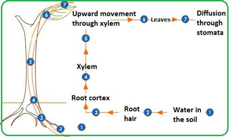 Diagram Of Water Movement Through A Plant Water Plant Throug