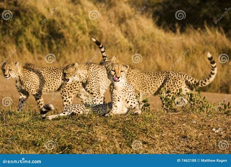 Four Cheetah On Safari Stock Photo Image Of Felidae Safari 7462188