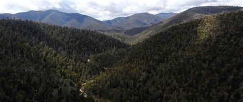 Bendora Arboretum Walk 5km Namadgi National Park ACT