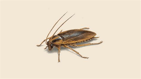 How To Identify German Cockroaches | Get Rid of Cockroaches | Orkin