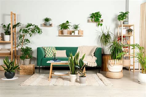 10 plantas que NO debes tener en casa según el feng shui Mejor con