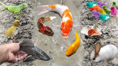 Tangkap Ikan Sapu Sapu Ikan Koi Ikan Koki Besar Ikan Hias Ikan Lele