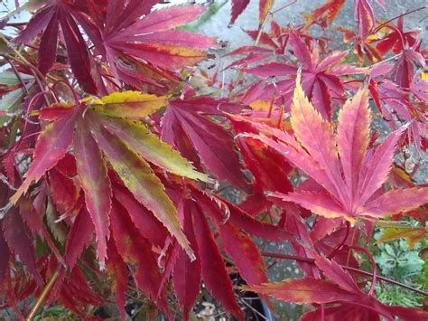 Buy Acer Palmatum Fascination Japanese Maple — Mr Maple │ Buy Japanese Maple Trees