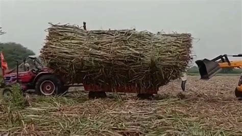 Sugarcane Tractor Accident In Sugarcane Field While Pulling Out Trolley