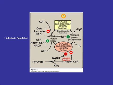 How ATP Powers Muscle Contraction – Carrie Visintainer