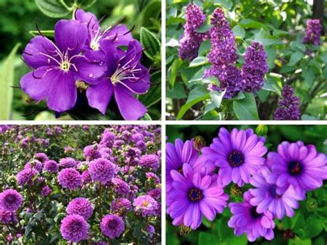 9 Purple Perennial Flowers to Beautify Your Garden