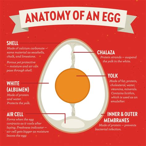 Egg Anatomy - Vital Farms