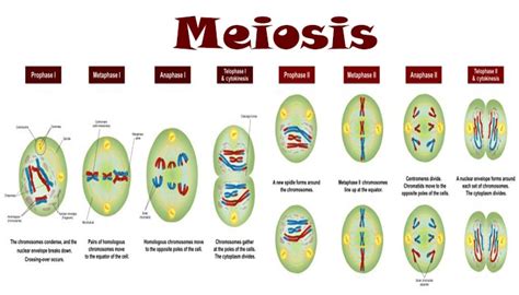 Pembelahan Mitosis Dan Meiosis Berbagi Informasi