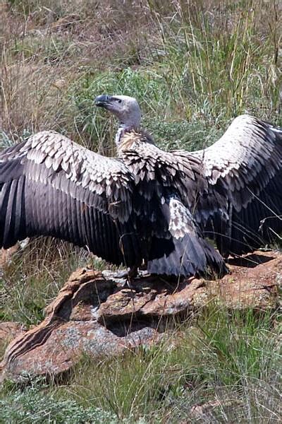 African Vulture Species