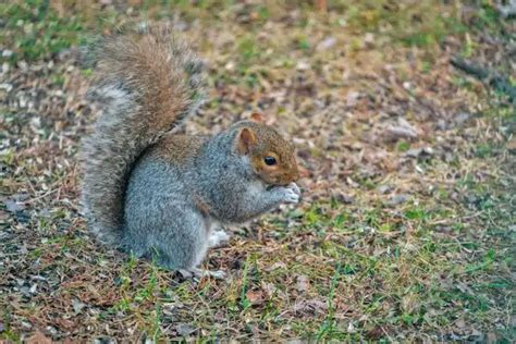 Safe Easy Tips To Keep Squirrels Out Of Bird Feeders GreenLife