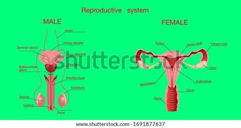 Realistic Set Male Female Human Reproductive Stock Vector Royalty Free