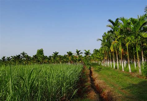 Plantation Noix D Arec Palmier Photo Gratuite Sur Pixabay Pixabay