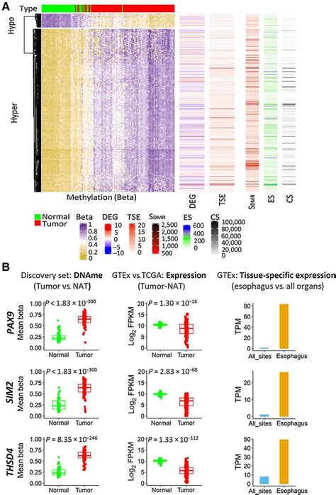 Comparison Of Dmr Genes With Rnaseq Data From Tcga Gtex And Target