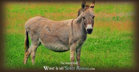 Donkey Symbolism & Meaning | Donkey Spirit, Totem & Power Animal