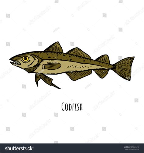 Handdrawn Isolated Codfish Vector Cartoon Illustration Stock Vector